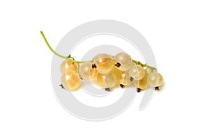 Some golden currants isolated on the white background