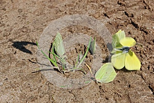 Some gonepteryx rhamni or common brimstone sits on beige and brown sand