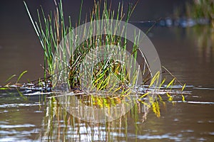 Some grass growing on the surface of the lagoon