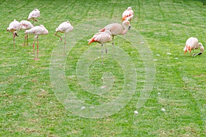 Some greater flamingos on a green meadow