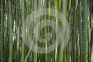 Some green bamboo cane in a forest