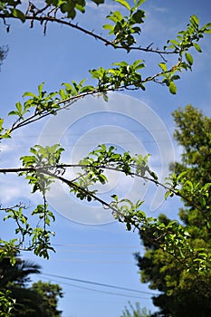 Some green fresh parallel leaves from tree branches in a sunny day