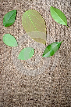 Some green leaves on golden background and emtry space with top view