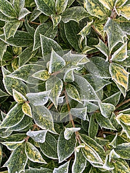 Some green plants are covered with white frost in the early morning