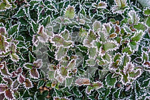 Some green plants are covered with white frost in the early morning