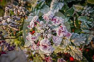 Some green plants are covered with white frost in the early morning