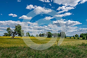 Some green and yellow fields with healty trees on it and a blue sky with white clouds