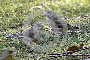 Some Greenfinches seeks seed in the grass