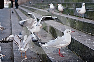 Some Gulls