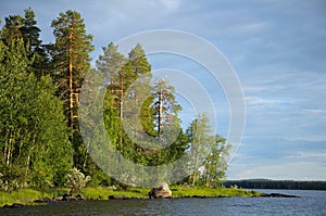 Some gulls on dead pine tree near lake