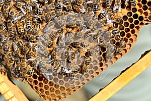 Some honey bees on a bee hive