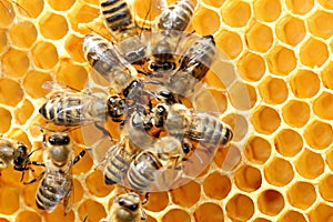 Some honey bees in circle