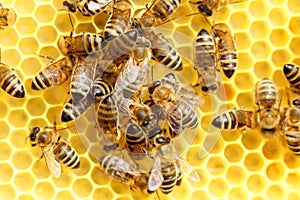 Some honey bees are working in a hive