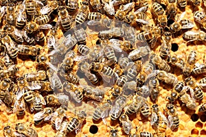 Some honey bees on a yellow bee hive