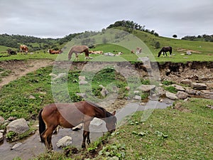 some horses and cows in a meadow vally