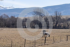 Some horses pasturing on a brown field in the Pyrenees mountain meadows landscape