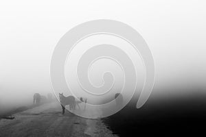 Some horses on top of Subasio mountain, over a sea of fog filling the Umbria valley