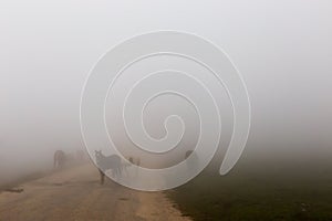 Some horses on top of Subasio mountain, over a sea of fog filling the Umbria valley