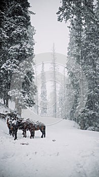 Some horses waiting for their turn at pahalgam