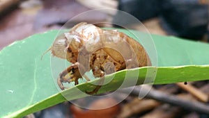 Some insect molted in the forest