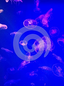 Some jellyfishes in blue water