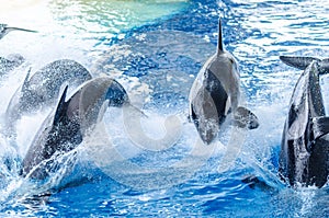 Some jumping orcas in a blue sea photo