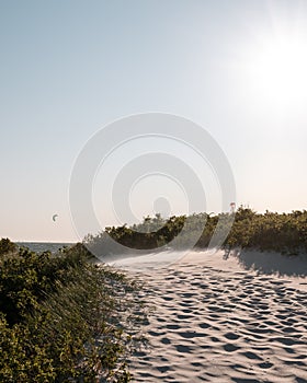 Some kites from surfers visible above the green bushes and sand dunes at Lomma beach in southern Sweden on a windy day