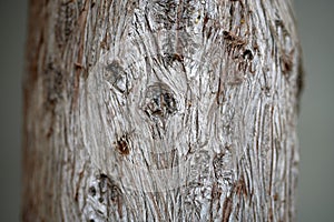 some knots and bark of an old cypress trunk with some resin drops