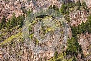 Some larches on impervious mountain wall