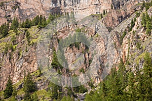 Some larches on impervious mountain wall