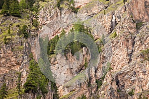 Some larches on impervious mountain wall