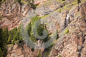 Some larches on impervious mountain wall