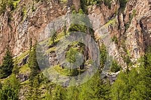 Some larches on impervious mountain wall