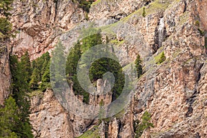 Some larches on impervious mountain wall