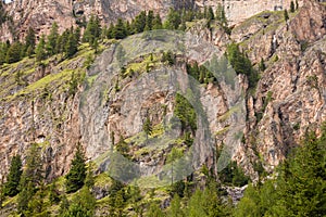 Some larches on impervious mountain wall