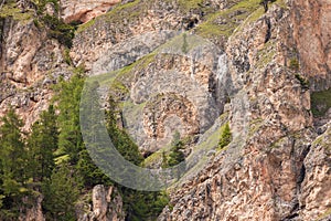 Some larches on impervious mountain wall