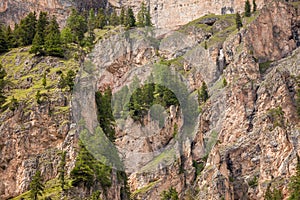 Some larches on impervious mountain wall