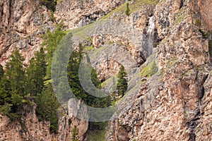 Some larches on impervious mountain wall