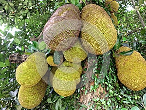 Some large Jackfruit (Artocarpus heterophyllus) on the tree.