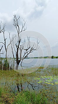 Some leafless trees along the banks of Lake Varuna on the outskirts of Mysore