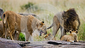 Some lions lie on a big rock. Kenya. Tanzania. Maasai Mara. Serengeti.