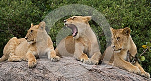 Some lions lie on a big rock. Kenya. Tanzania. Maasai Mara. Serengeti.