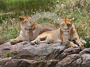 Some lions lie on a big rock. Kenya. Tanzania. Maasai Mara. Serengeti.