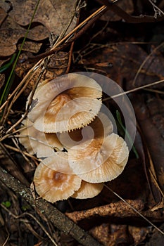 Some little beige Agaricales also known as gilled mushrooms for their distinctive gills or euagarics in autumn forest. vertical photo