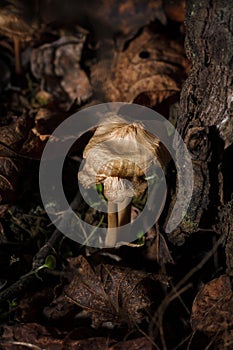 Some little beige Agaricales also known as gilled mushrooms for their distinctive gills or euagarics in autumn forest. vertical photo