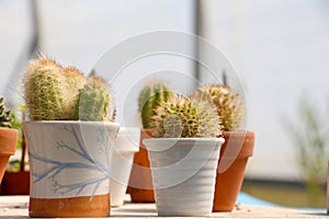 Some little cactus in pots