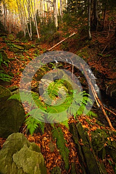 Some little falls in the forest in `Bosco della Morricana`, Ceppo, Abruzzo, Italy