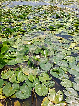 Some Lotus plants have white flowers with yellow flower pistils. photo