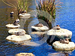 Some lovely birds rest on the stones.