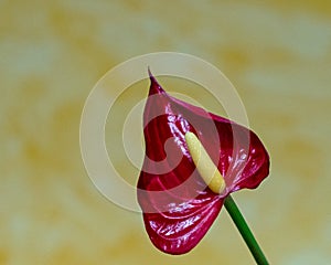 Macro pictures from the flowers of houseplants